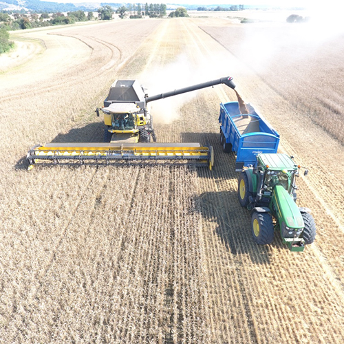 Combine harvester in action